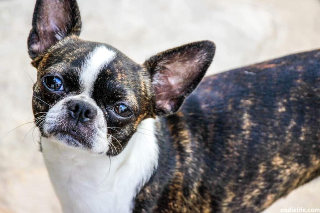 a small brindle and white boston terrier looks up at the camera