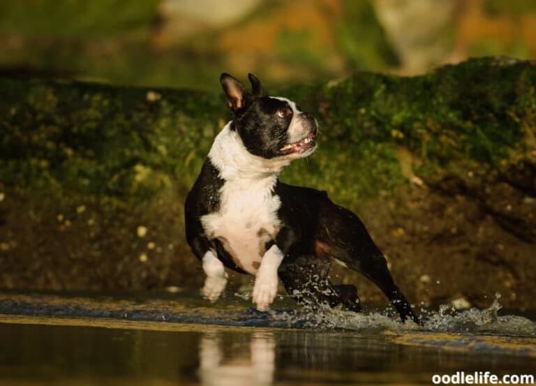 Can Boston Terriers Swim? [Guide]