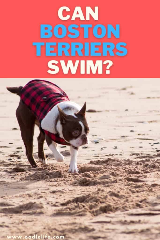 can boston terriers swim