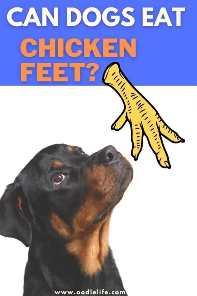 can dogs eat chicken feet