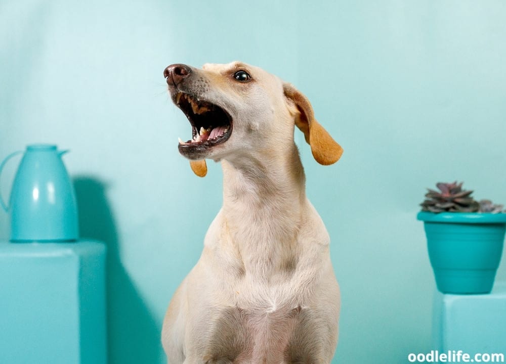 CONFIRMED Can Dogs Sense Bad People? Oodle Life