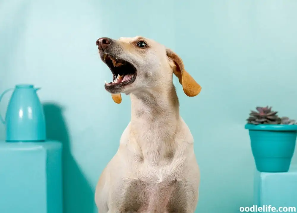 can dogs sense bad people