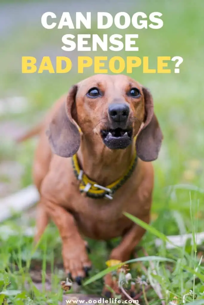 can dogs sense bad people