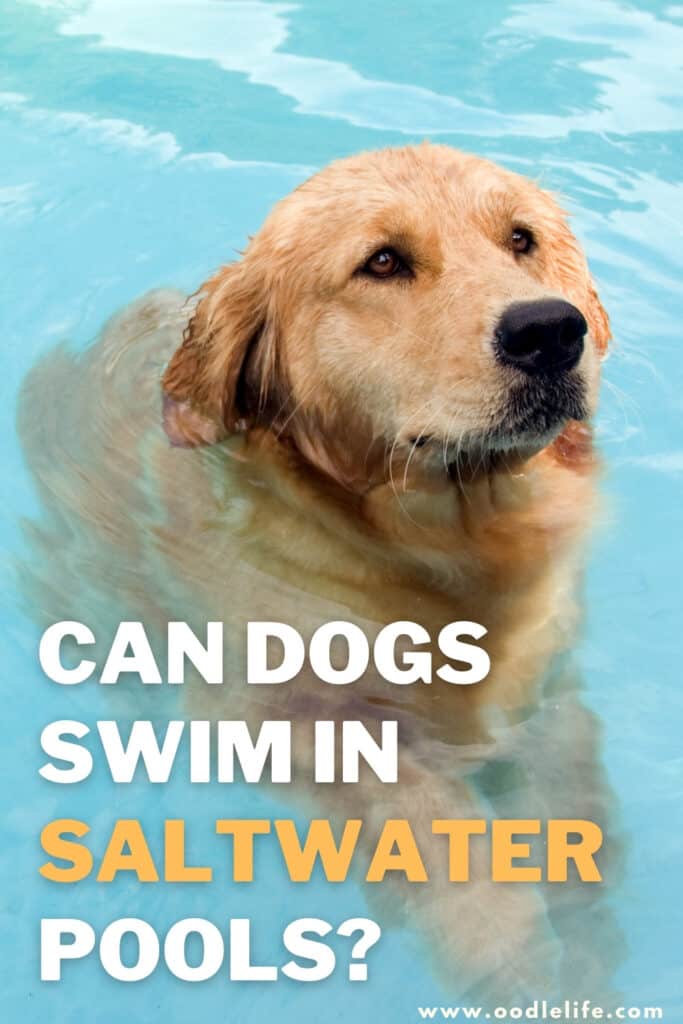 can dogs swim in saltwater pools