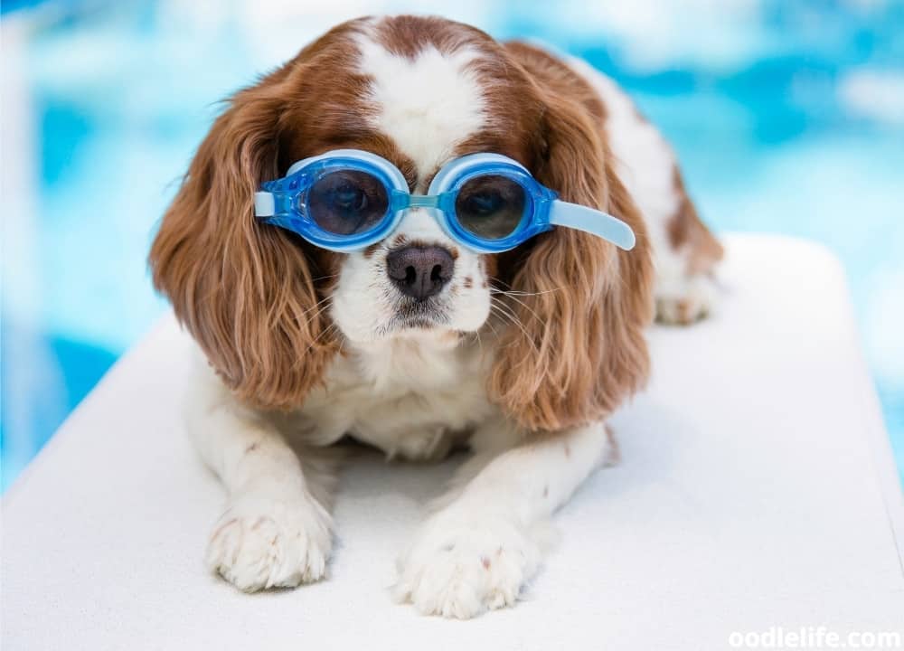 can dogs swim in saltwater pools