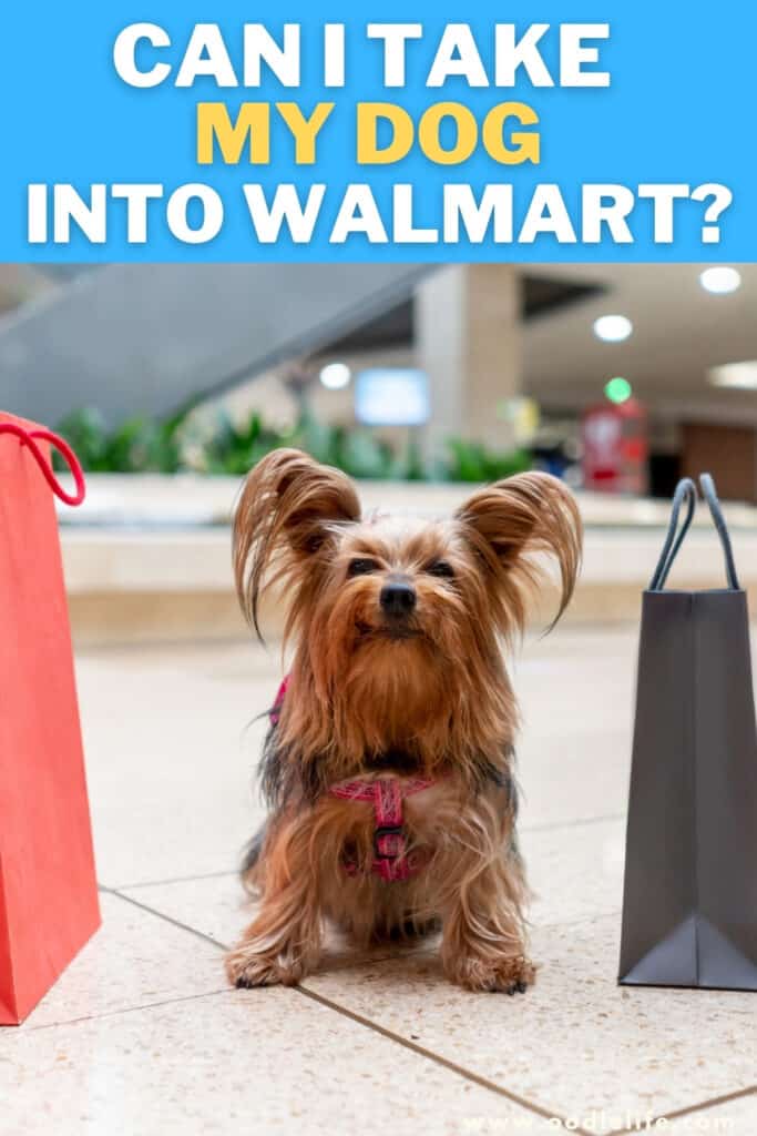Can I Bring My Dog