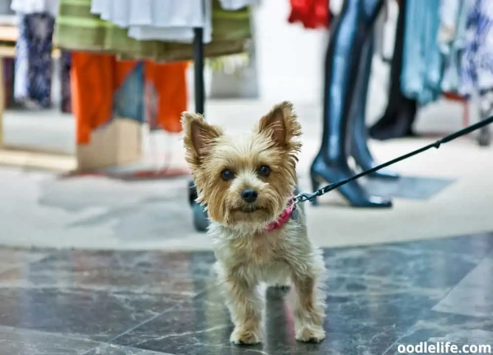 can I take my dog into Walmart