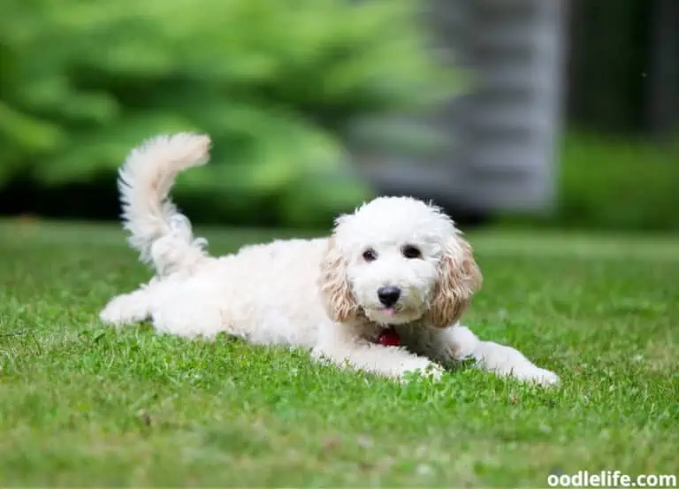 Can Poodles Live Outside? [What You Need To Know]