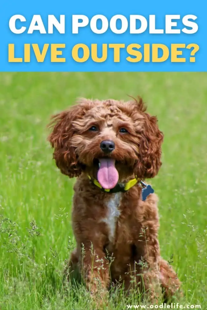 can Poodles live outside