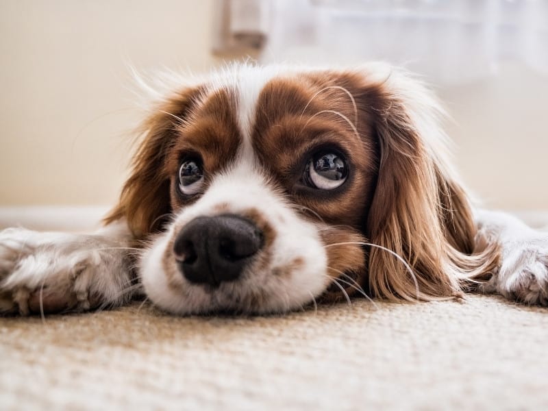 how do you punish a dog for chewing carpet