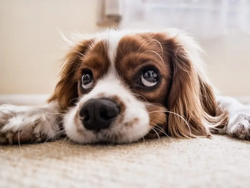 Cavalier King Charles Spaniel on a carpet