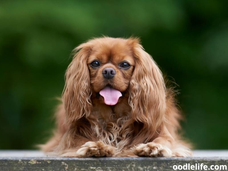 Cavalier King Charles Spaniel tongue out