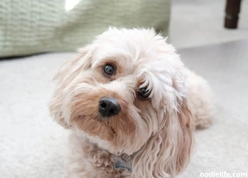 Cavapoo breeder in Michigan