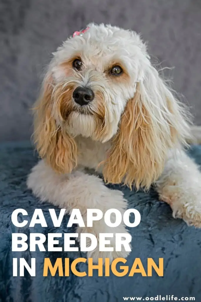 Cavapoo breeder in Michigan