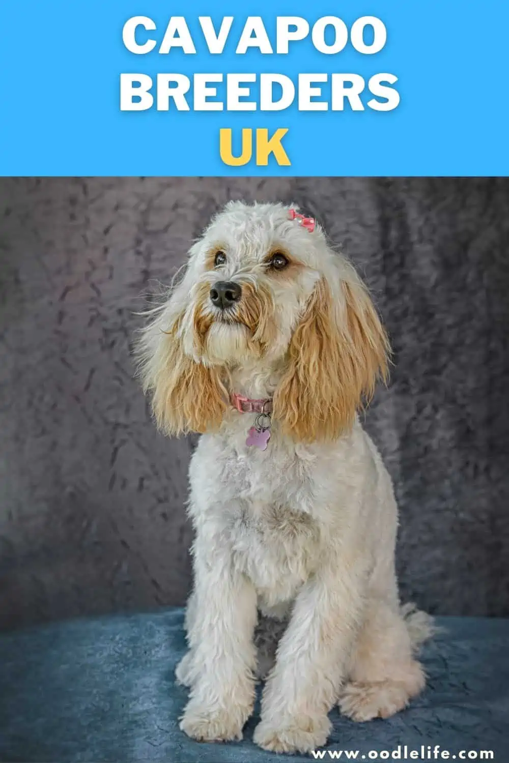 Cavapoo breeders uk