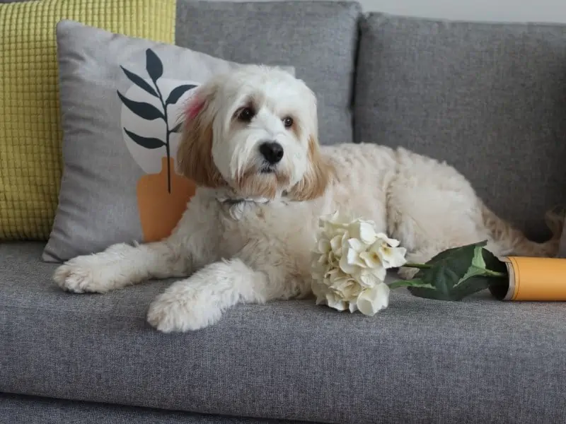 Cavapoo with flowers