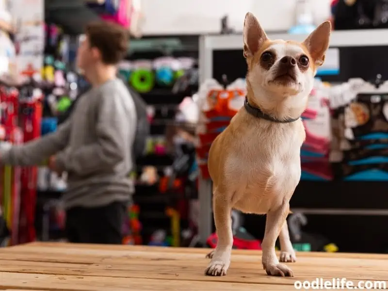 Chihuahua in a pet store