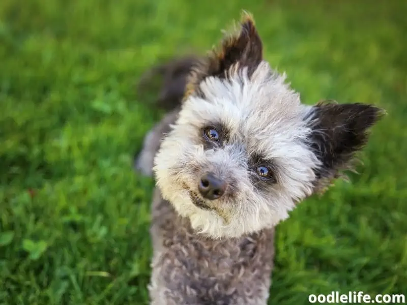 Chipoo at a local park