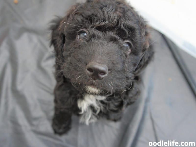 cockapoo puppy with white chest