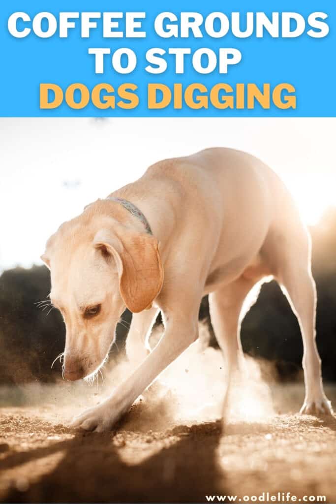 coffee grounds to stop dogs digging