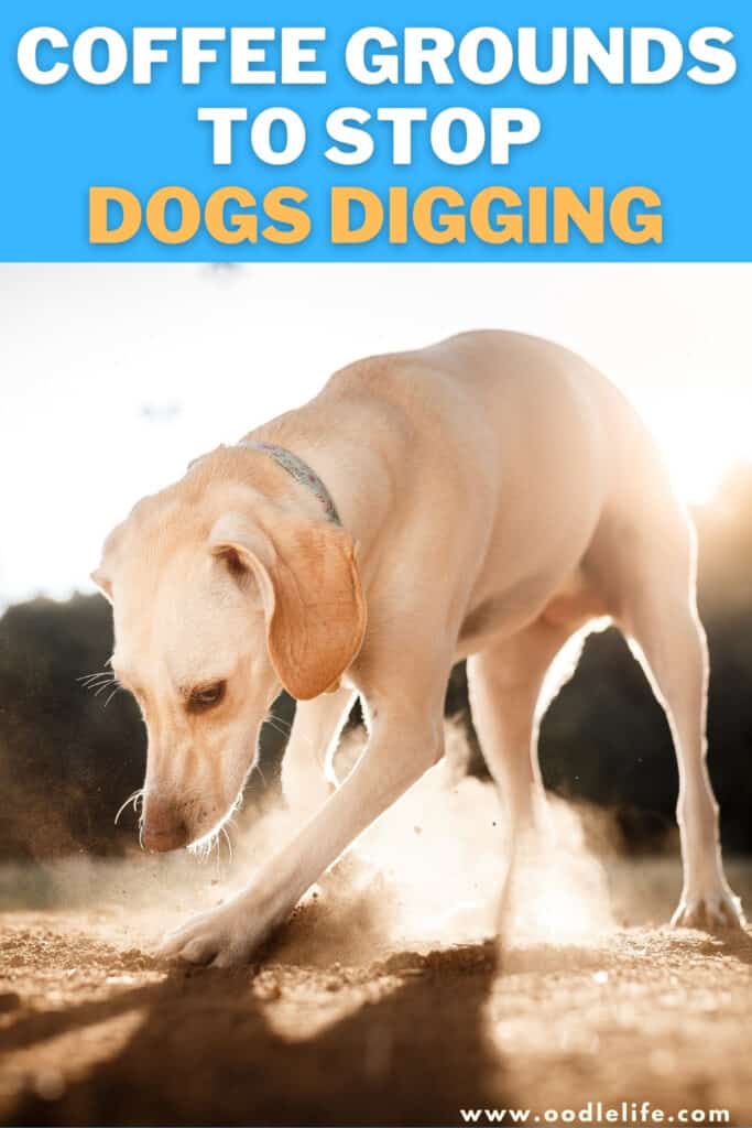 what smell deters dogs from digging