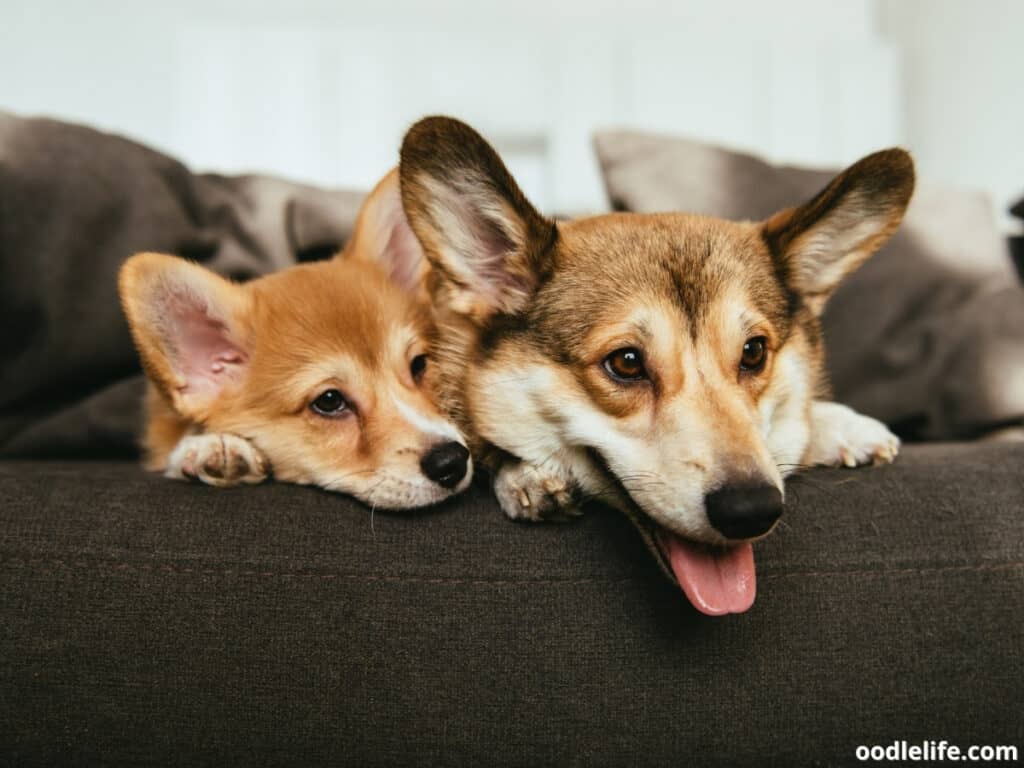 Corgi dogs lying on the couch