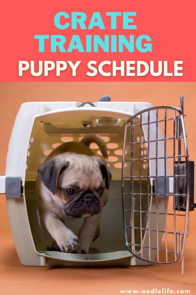 crate training puppy schedule