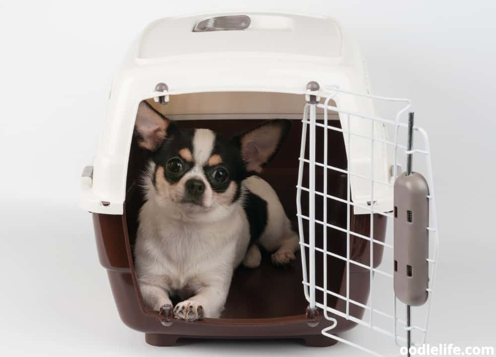 Dog Crate For Car Backseat