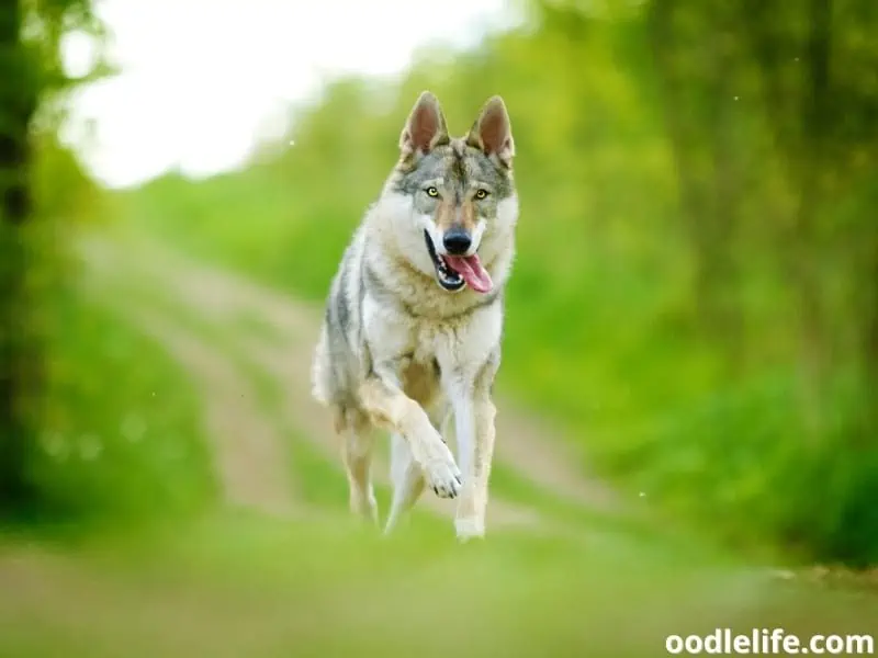 Czechoslovakian wolfdog walking