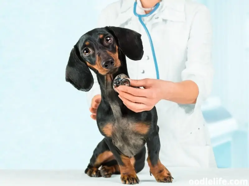 dachshund check by a vet