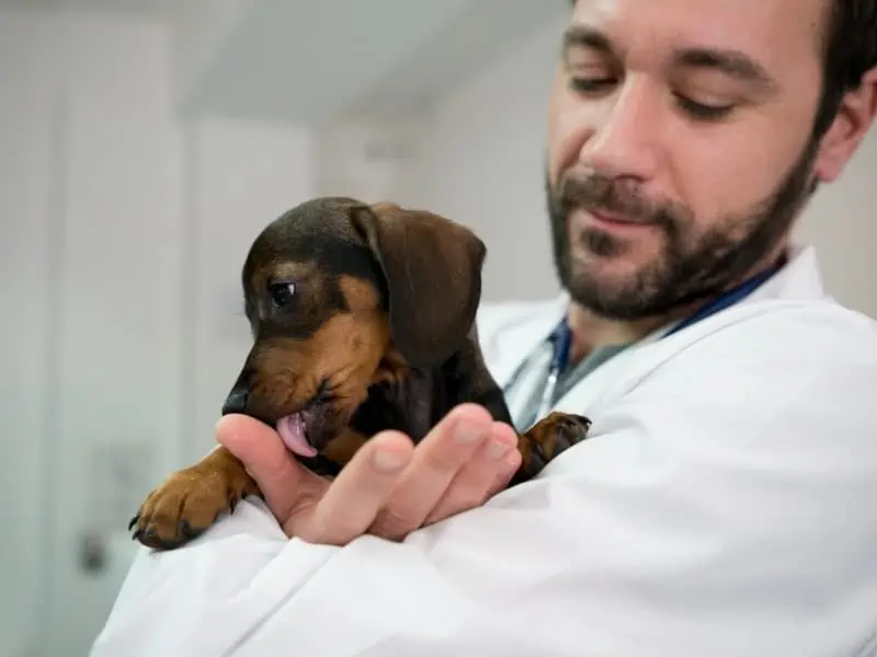 Dachshund licking finger