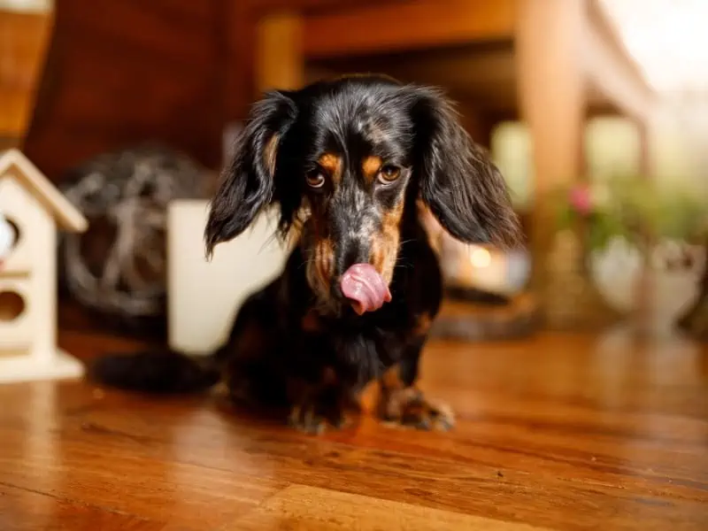 dachshund licks snout