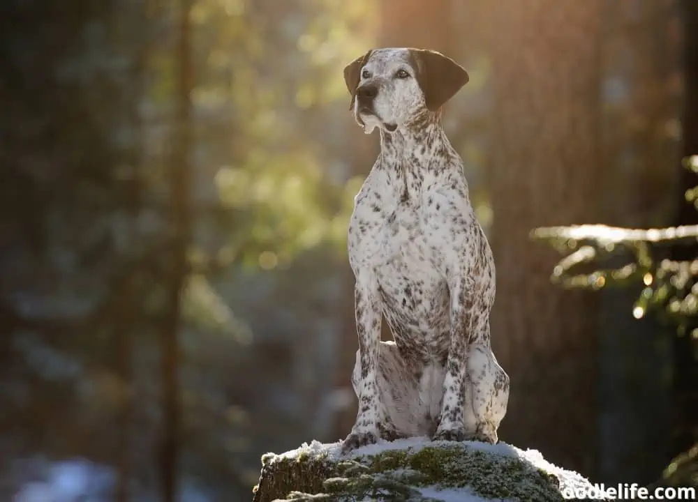 dark spots on dog's belly