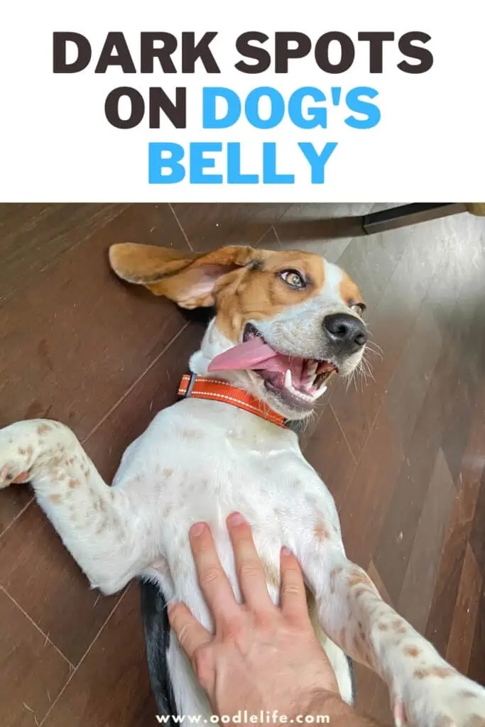 dark spots on dog's belly