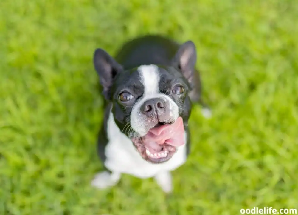 do Boston Terriers drool