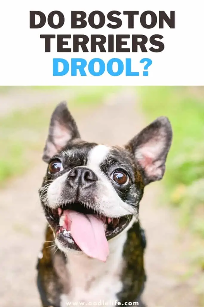 do Boston Terriers drool