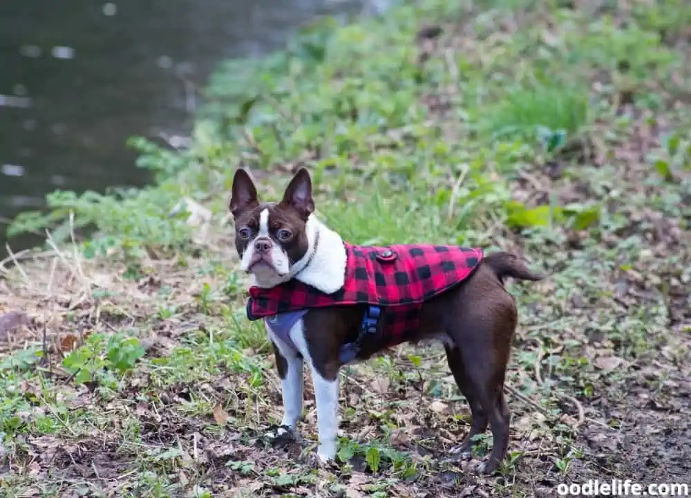 do Boston Terriers have tails