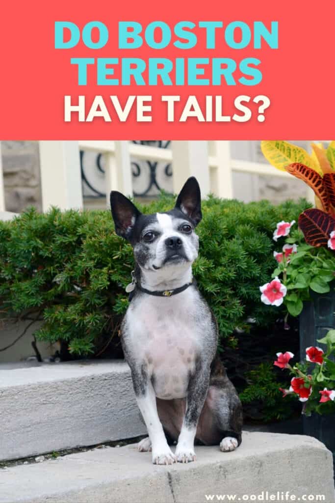 do boston terriers have tails