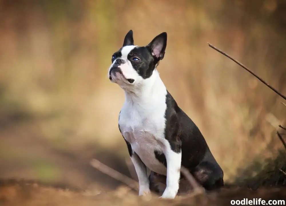 do boston terriers shed