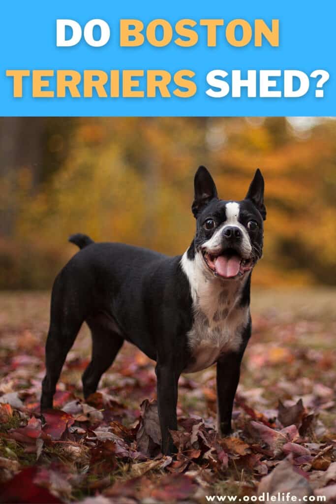 Do Boston Terriers Shed? [The TRUTH] - Oodle Life