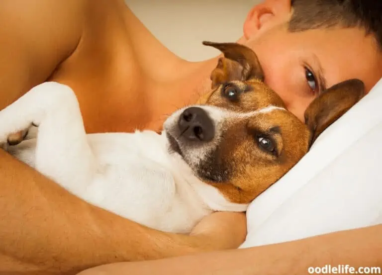 Do Dogs Know When Humans Are Sleeping?