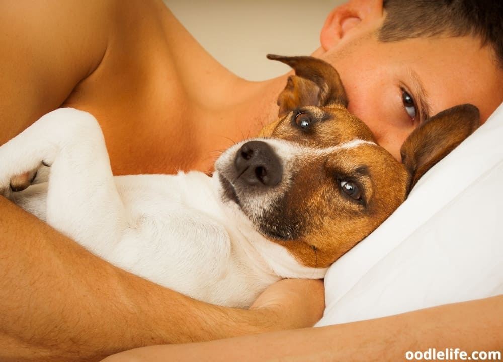 do dogs know when humans are sleeping