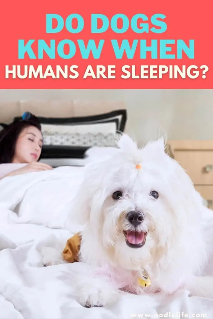 do dogs know when humans are sleeping