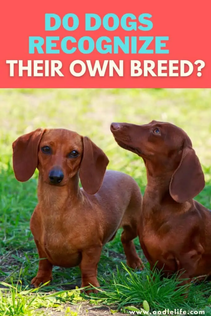 do dogs recognize their own breed