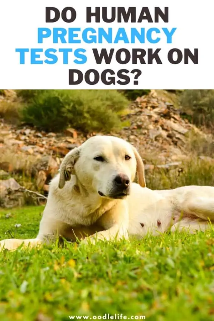 do human pregnancy tests work on dogs 