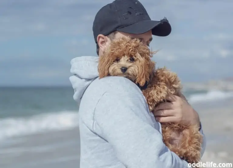 Do Poodles Like to Cuddle? (3 Signs Your Poodle Lives You)