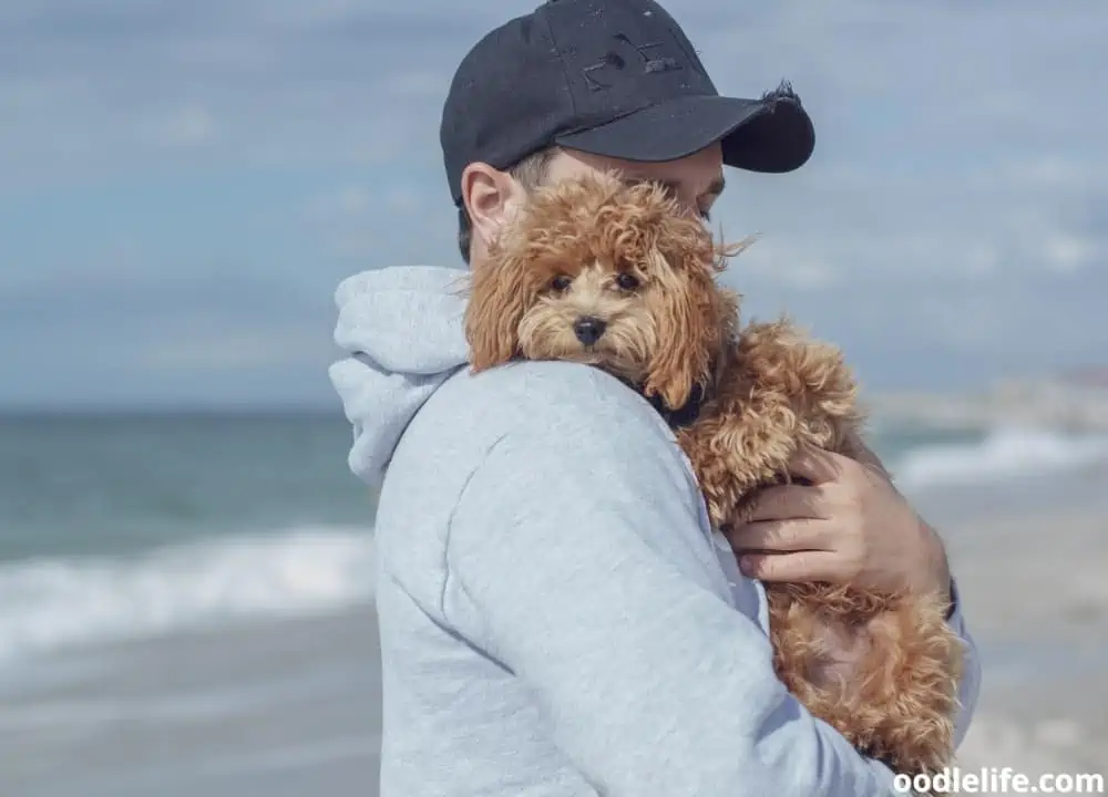 do poodles like to cuddle