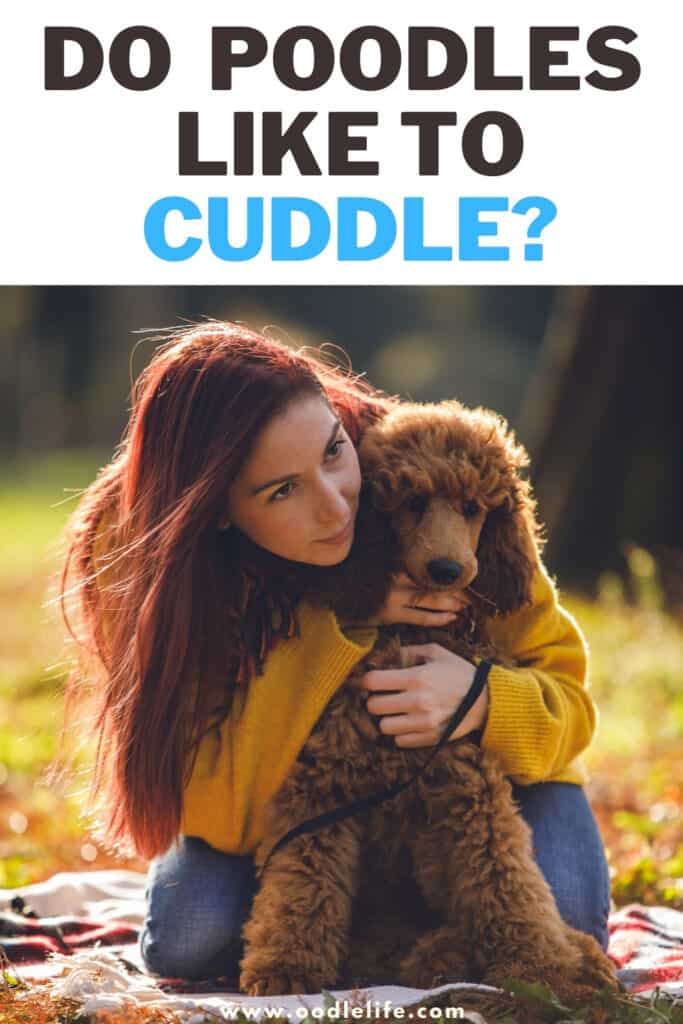 do poodles like to cuddle
