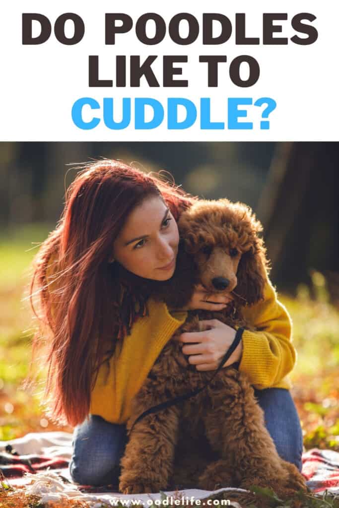 Do Poodles Like To Cuddle? (3 Signs Your Poodle Lives You) Oodle Life