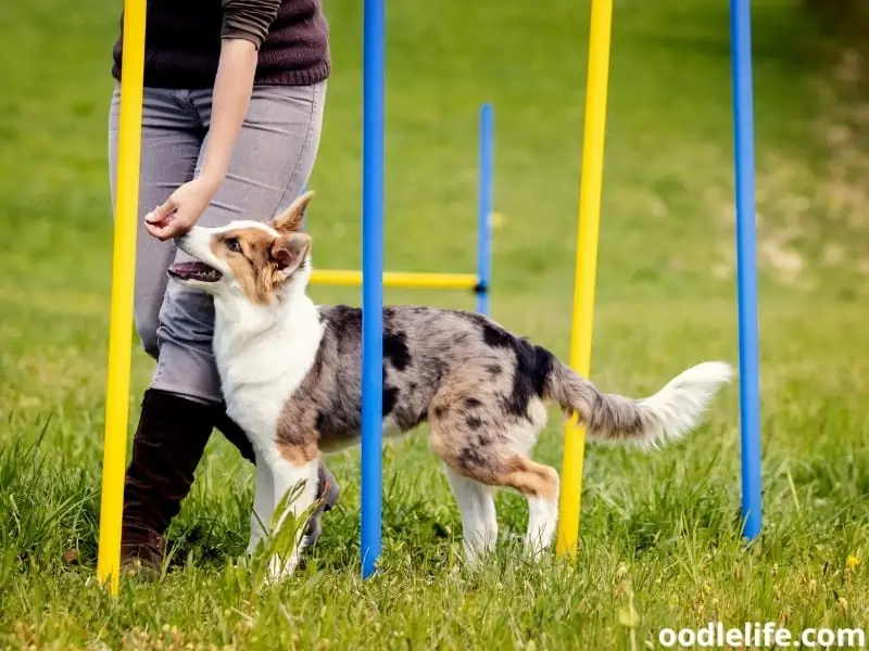 dog agility training